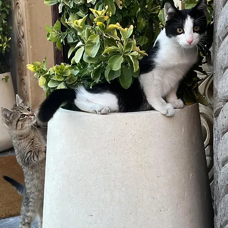 Hotel Zafora Cave Cappadocia