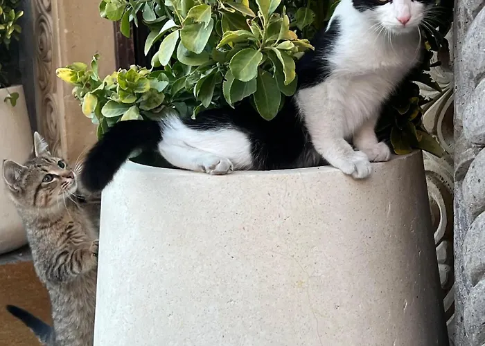 Szálloda Zafora Cave Cappadocia